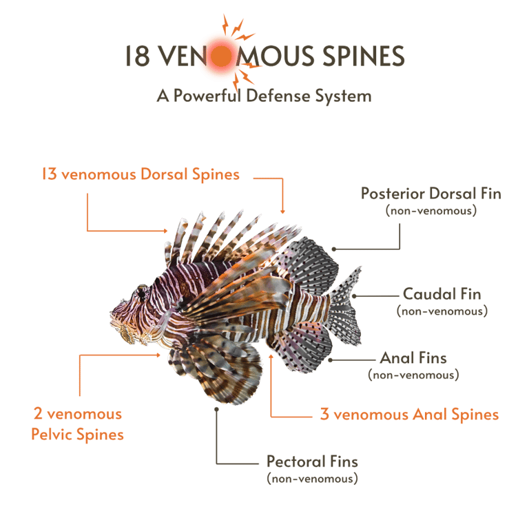 The lionfish defense includes 18 venomous spines