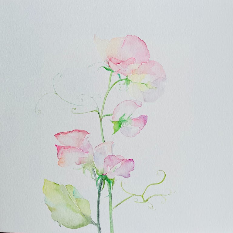 Delicate Pink Garden Sweet Peas Watercolor by Weronika Kacperski