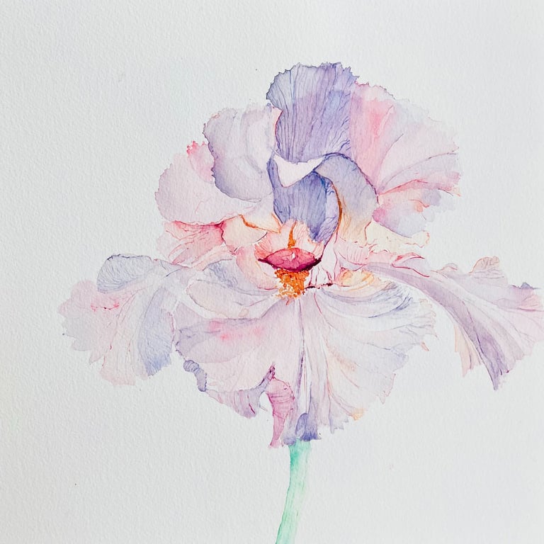 light-amethyst-and-opal-iris-flower-watercolour-weronika-kacperski
