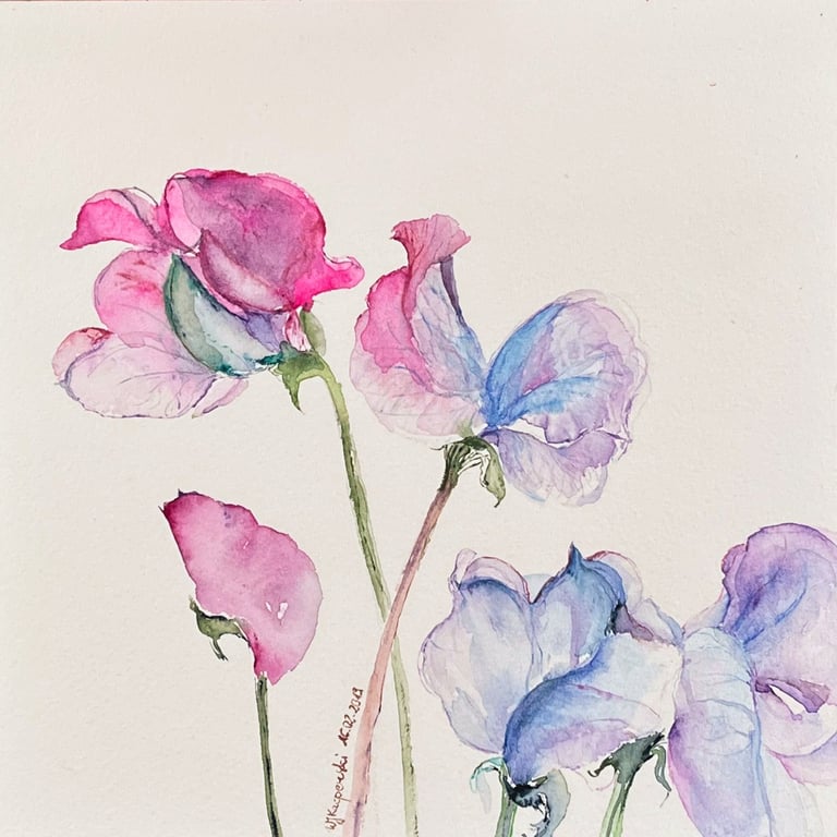 Fuchsia and Blue Sweet Peas Lively Watercolor by Weronika Kacperski