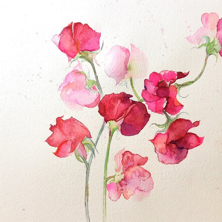 Lovely Sweet Peas Red and Pink aquarelle by Weronika Kacperski