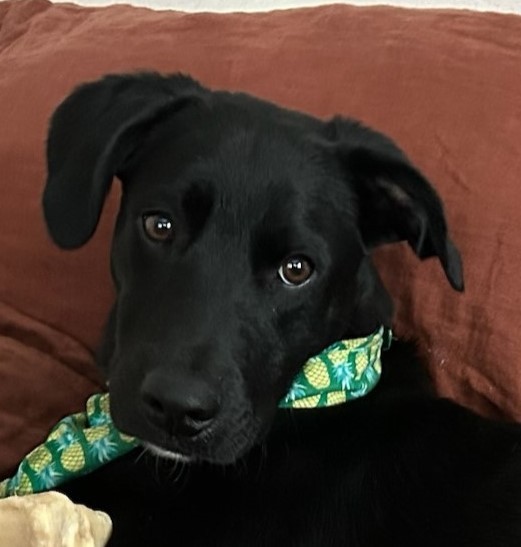 Ozzie