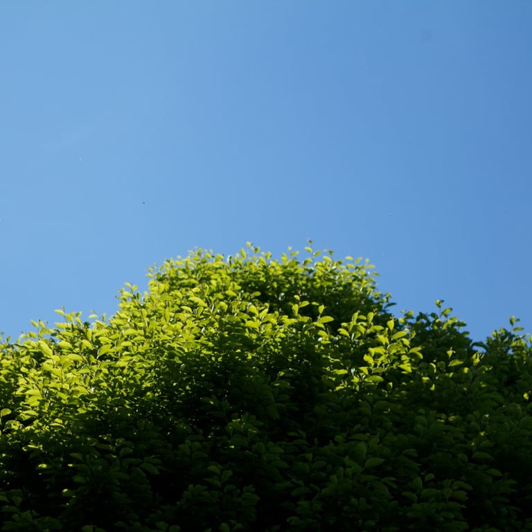 Tree with a blue sky in the background, representing corporate wellbeing and a healthy work place.