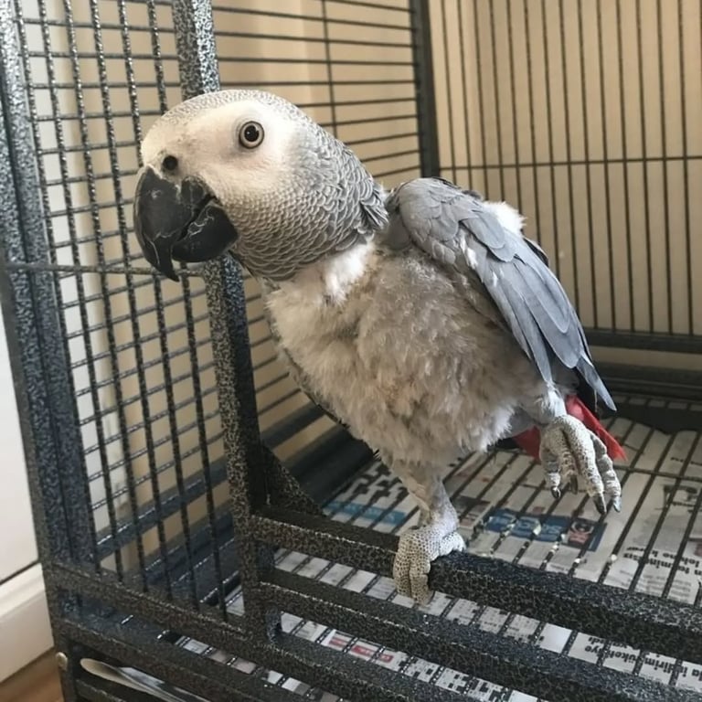 African Grey parrots for rehoming