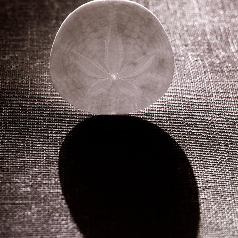 A round, pale shell with a flower-like pattern resting on a textured surface, casting a distinct shadow