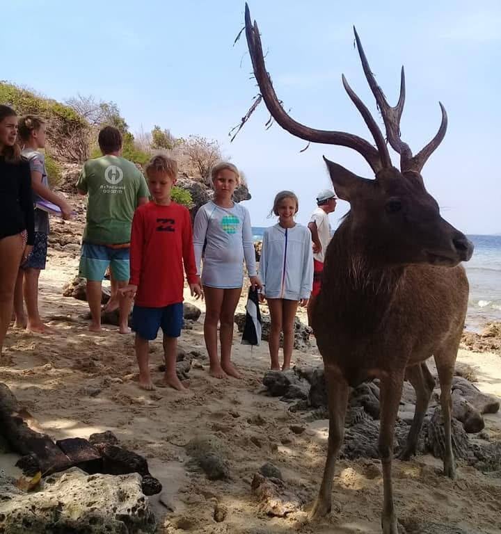 a deer is standing on a beach with people standing around at menjangan national park