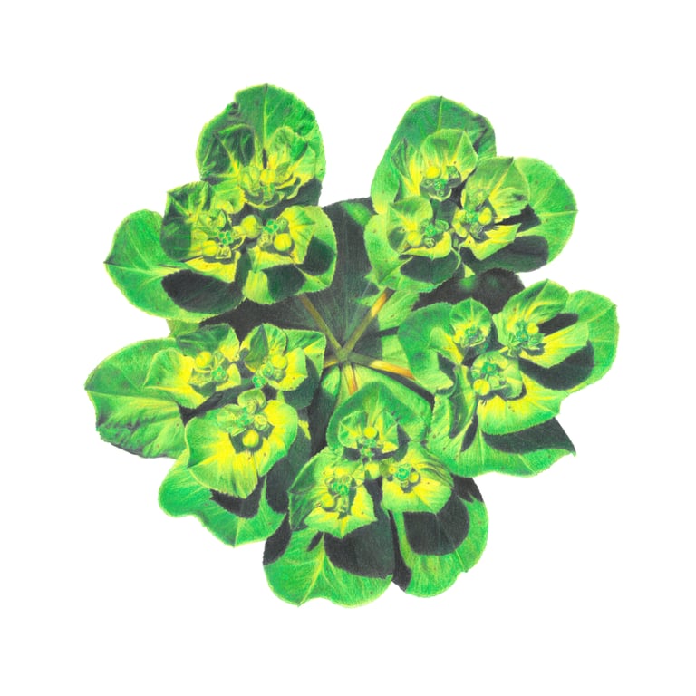 Sun spurge drawing