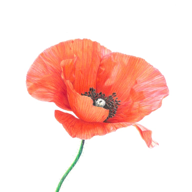 Poppies drawing