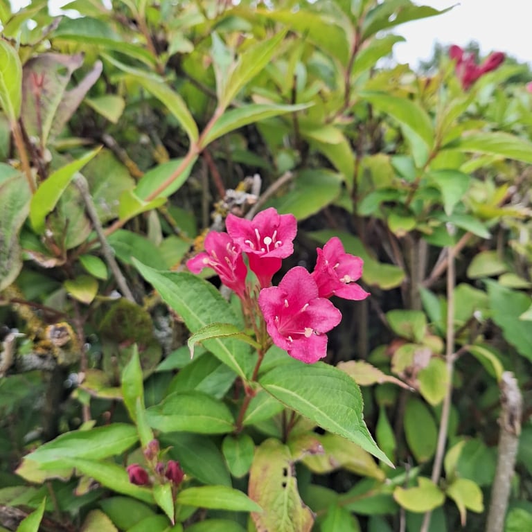 a dwarf Weigela bush with pink flowers
