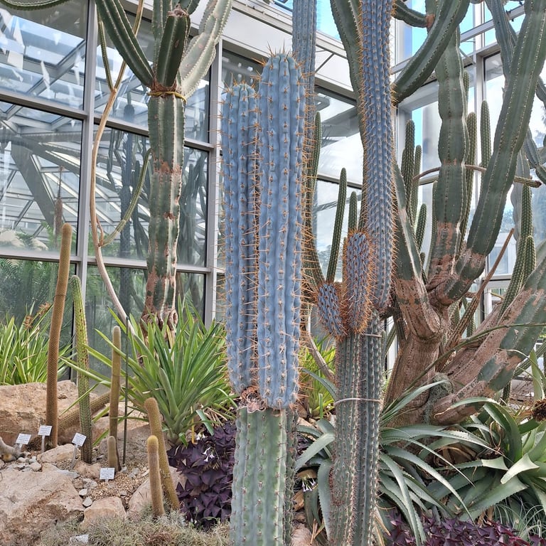 two tall Browningia Hertlingiana cacti in a glashouse