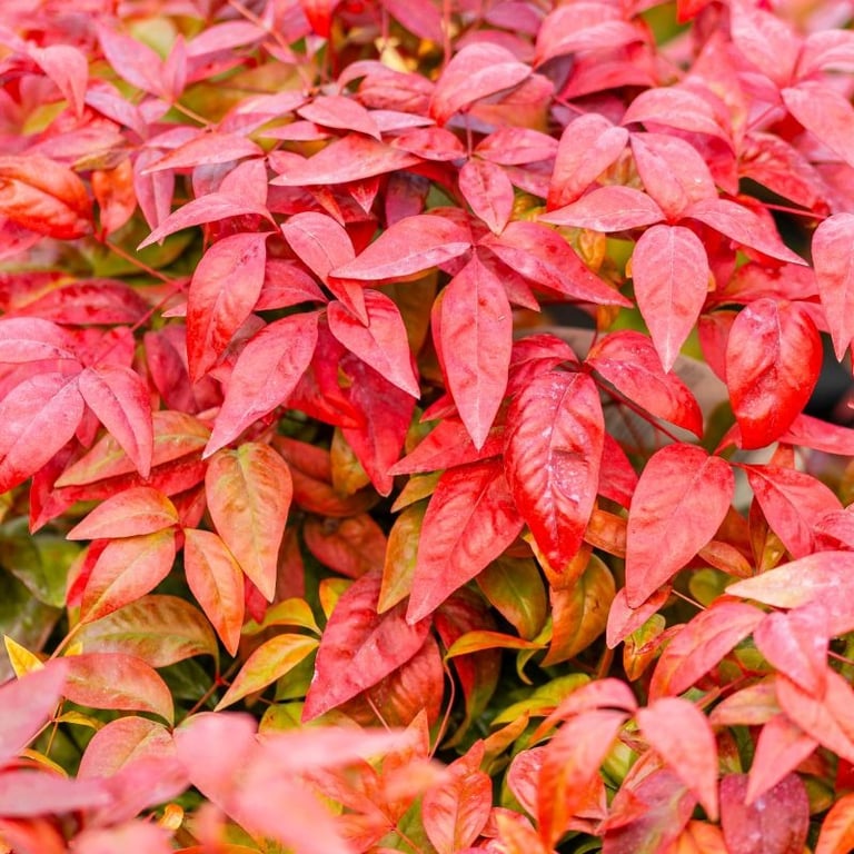 pinkred Nandina bush leaves