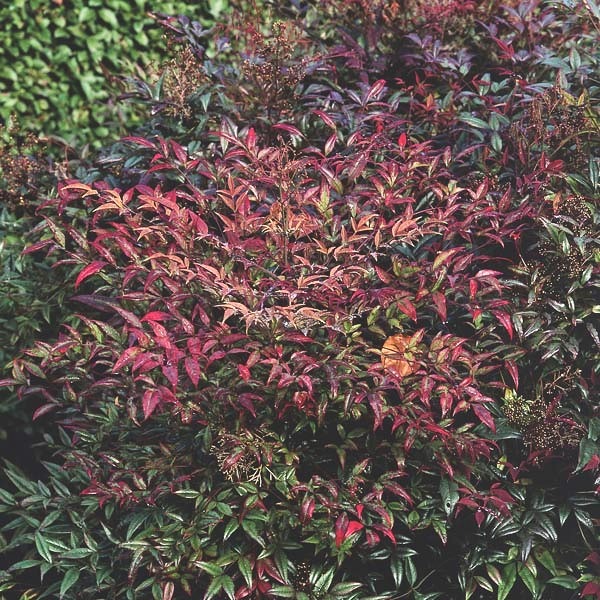 a Nandina Plum Passion plant with dark leaves
