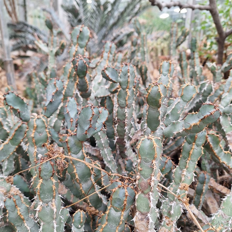 a lot of cactus plants growing together