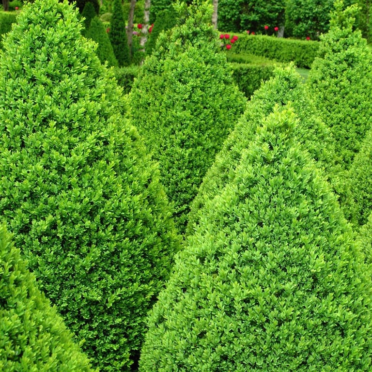 a garden with a lot of varieties of boxwood shrubs