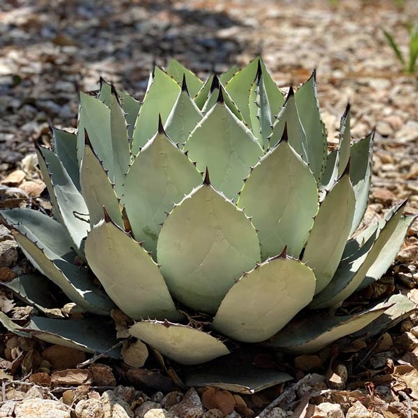 the Japan native Artichoke Cactus