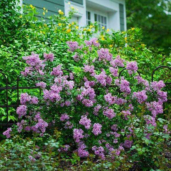 a bushy deer resistand shrub with purple flowers