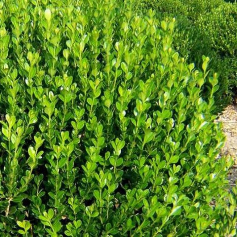 the Wintergreen boxwood with small green leaves