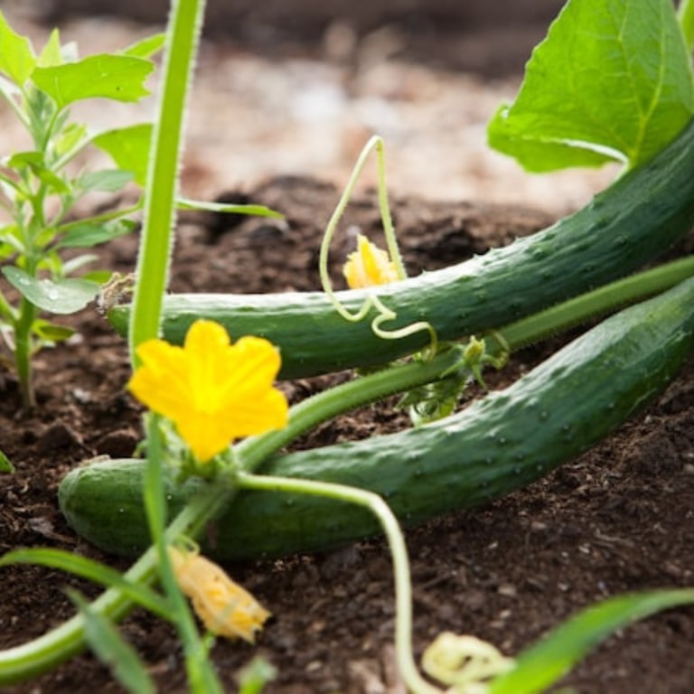 Cucumbers