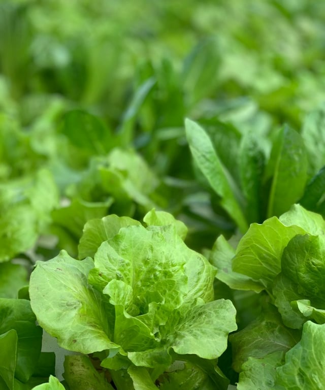 multiple Romain Lattuce plants that need to be harvested