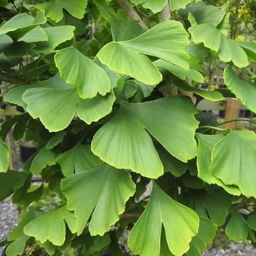 a Ginkgo Biloba tree with green leaves
