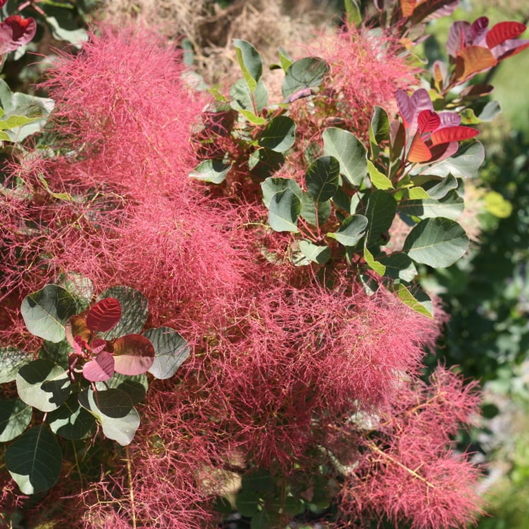 a easy-carde bush with pink flowers and green leaves