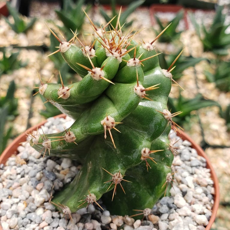 a small and bright green Spiral Cactus potted in a stony soil