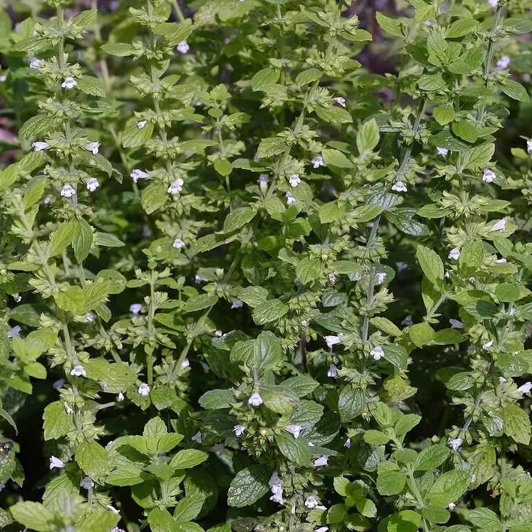 a lot of green herbs with small white flowers