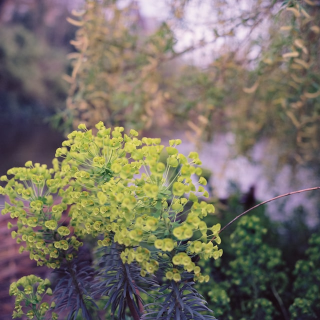 Spurge plants with yellow flowers in a shady garden