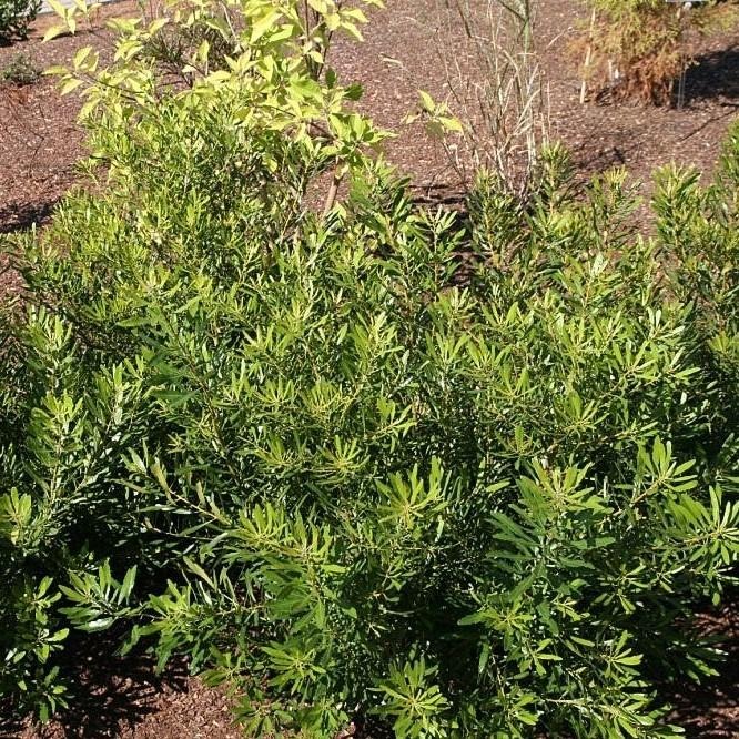 multiple Wax Myrtle deer resisstant shrub stems