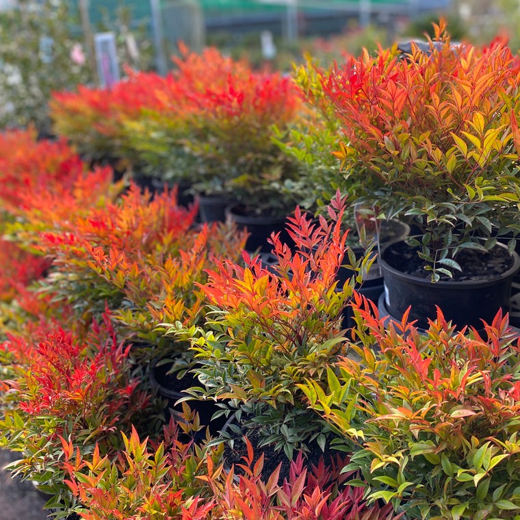 multiple Nandina Moon Bay buehes with brighr red leaves