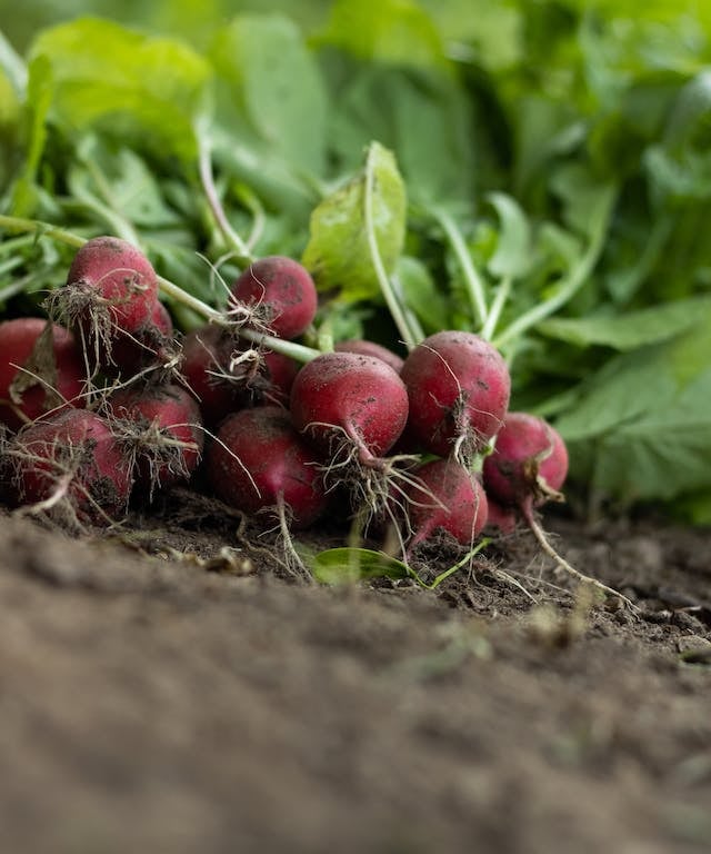 multiple red radish plants that just got harveted