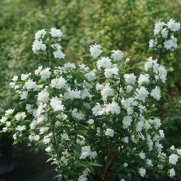a bush with white flowers named Mock Orange