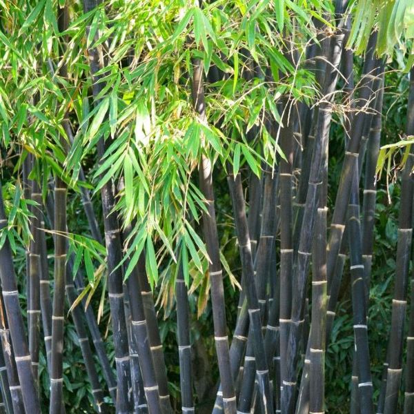 Black Bamboo with green leaves growing in a garden