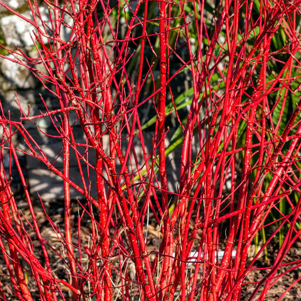 multiple red Red Twig Dogwood stems
