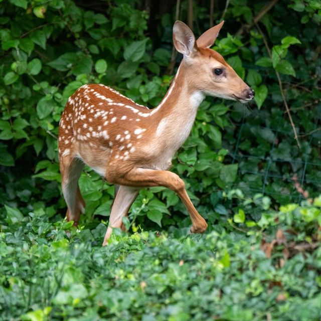 a deer entering a garden