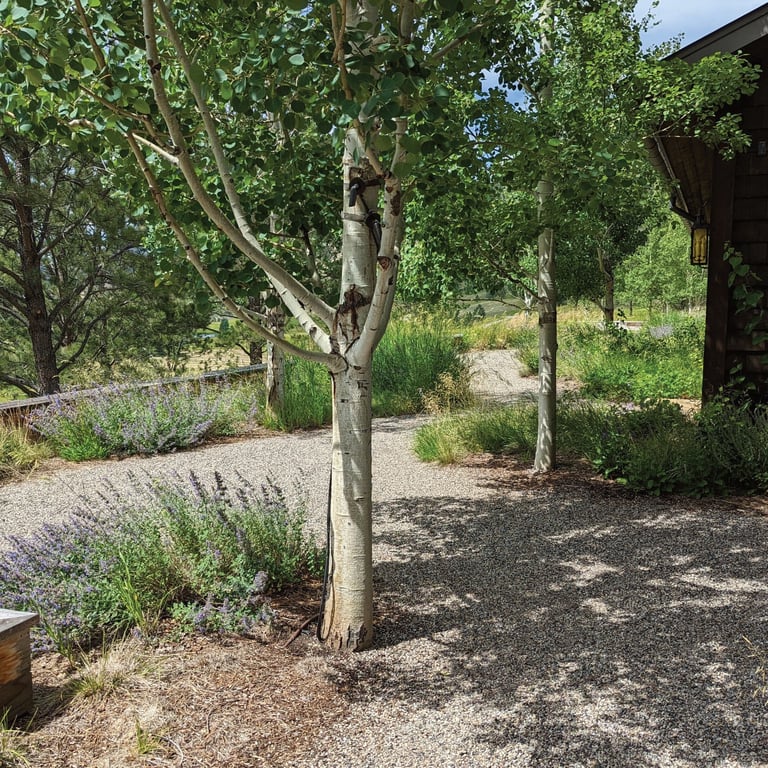 a natural meandering gravel plath with purple flowers and trees in a landscape