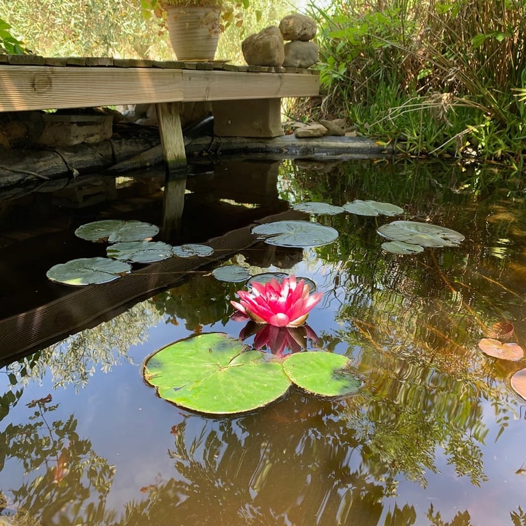 The pond with koi fish at Domaine Des Lucques