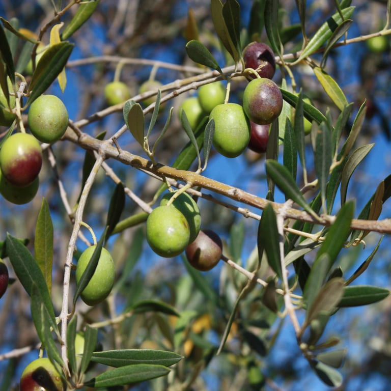The olives from the olive groves at Domaine Des Lucques