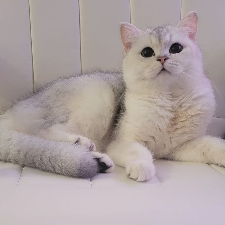 White BSH Parent Cat www.prettybrity.com