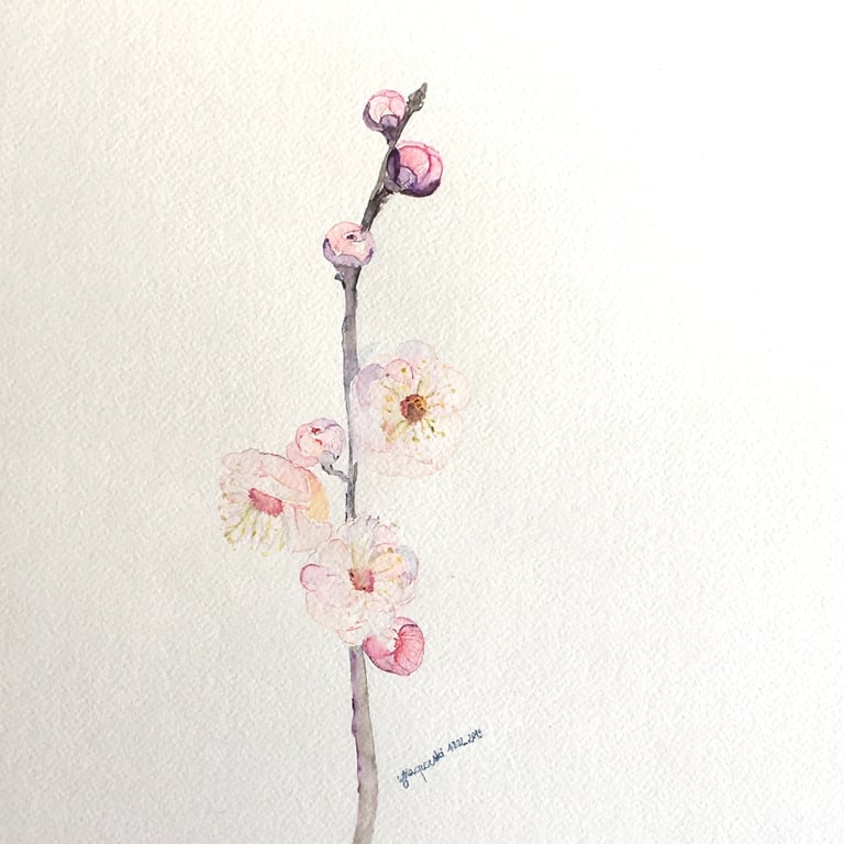 Sakura Japanese Cherry Blossom Watercolor Painting by Weronika Kacperski