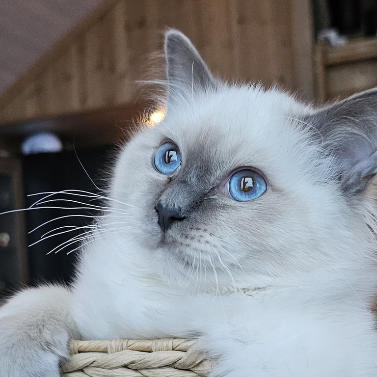 Blåmasket Hellig Birma ung hannkatt - Gaustatoppens Admiral Gyldenløve