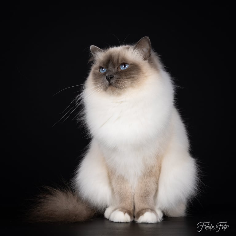 Blåmasket Hellig Birma | Supreme Champion Tin May av Ontario