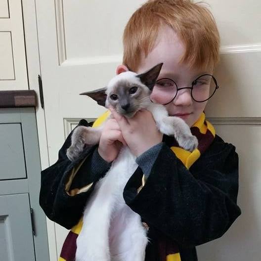 one of our previous kittens in the Nystala Cats Nursery 