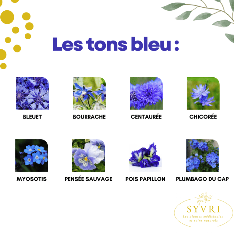 Fleurs comestibles bleue