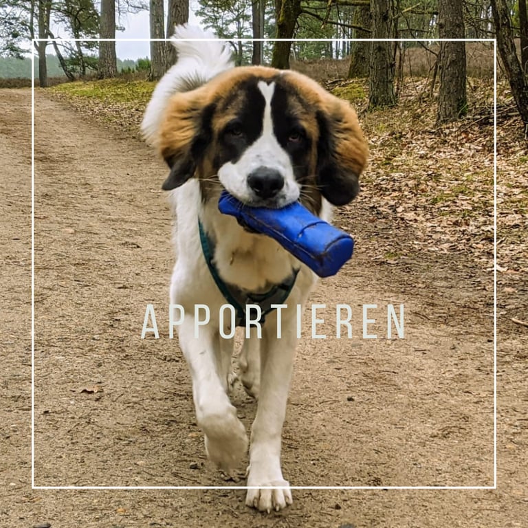 Hund trägt Apportierbeutel