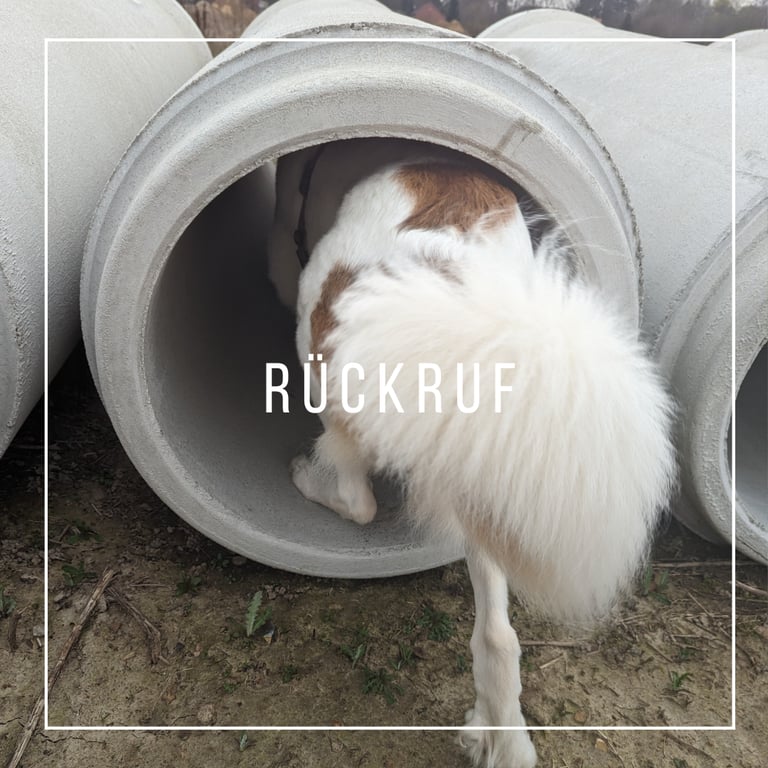 Hund läuft durch Röhre Rückruf