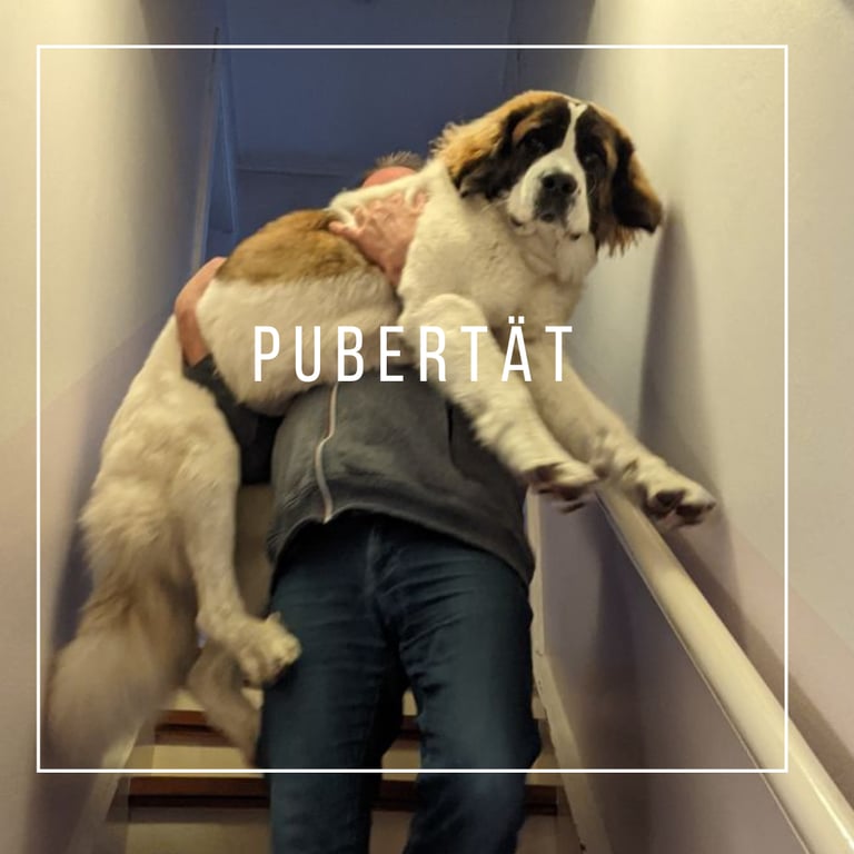 großer Hund wird getragen