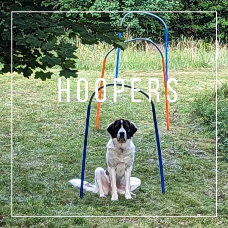 Hund auf Wiese hoopers