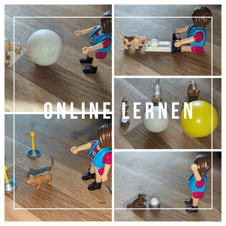 a series of photos of a woman playing with a dog