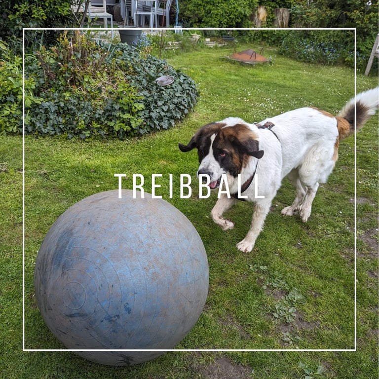 Hund spielt Treibball